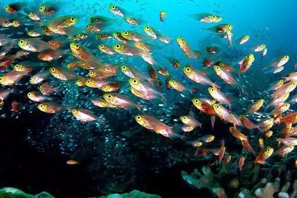 上海石油化工股份1月31日斥资353.66万港元回购334.4万股