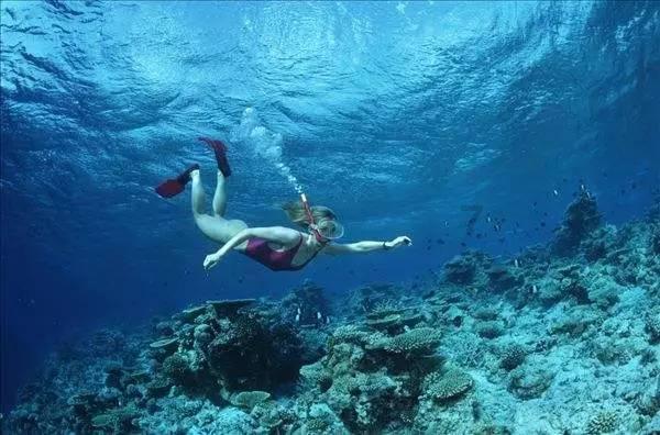 救援海盗章鱼